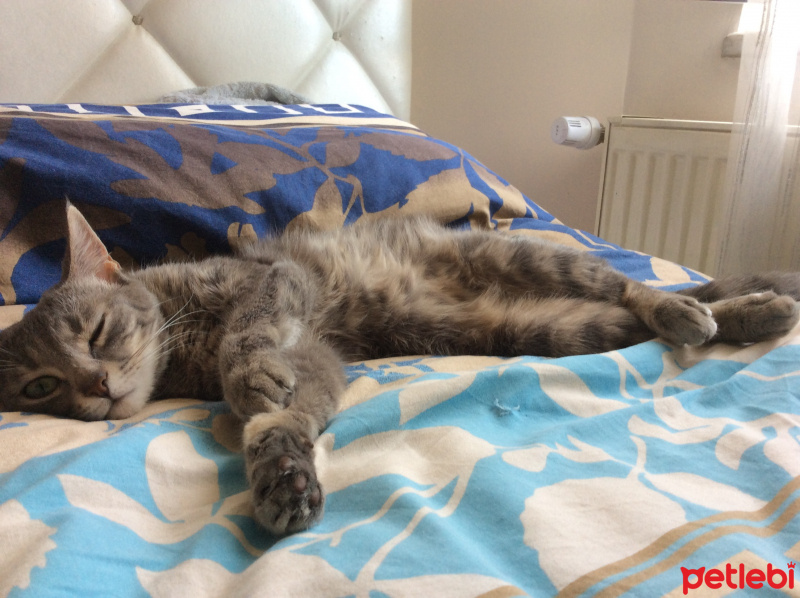 Tekir Kedi, Kedi  Mia fotoğrafı