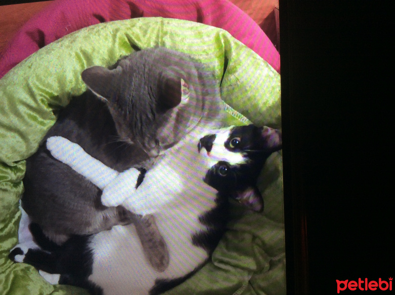 Tuxedo (Smokin) Kedi, Kedi  Naomi fotoğrafı