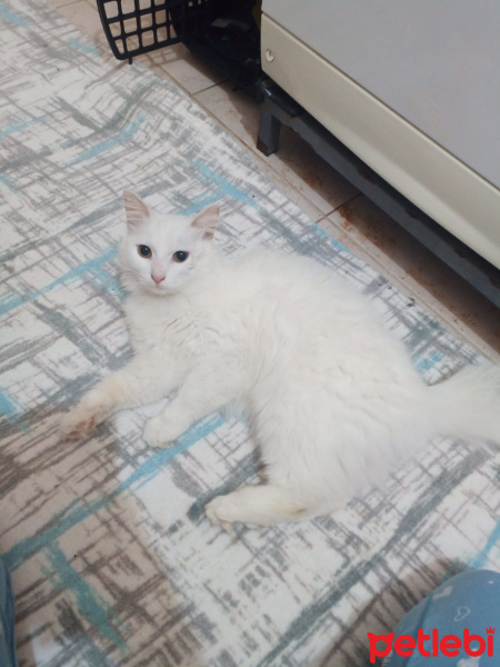 İran Kedisi (Persian), Kedi  Pamuk fotoğrafı