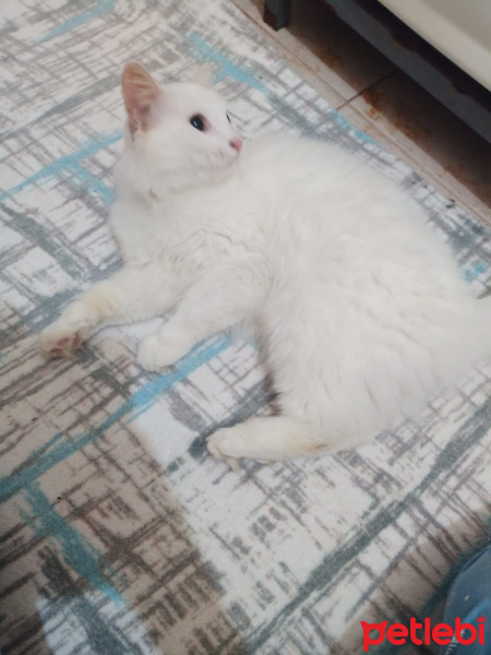 İran Kedisi (Persian), Kedi  Pamuk fotoğrafı