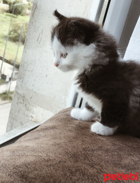 Tekir Kedi, Kedi  sufi fotoğrafı