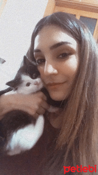 Tekir Kedi, Kedi  sufi fotoğrafı