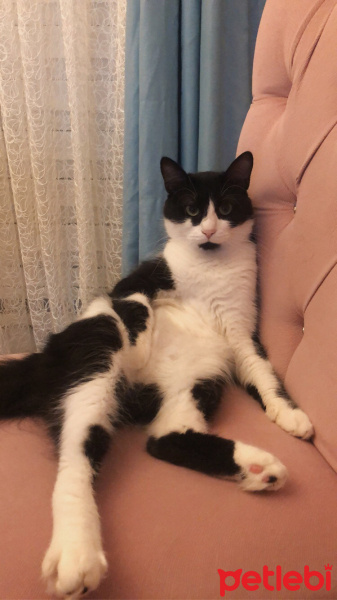 Tuxedo (Smokin) Kedi, Kedi  Tekila fotoğrafı