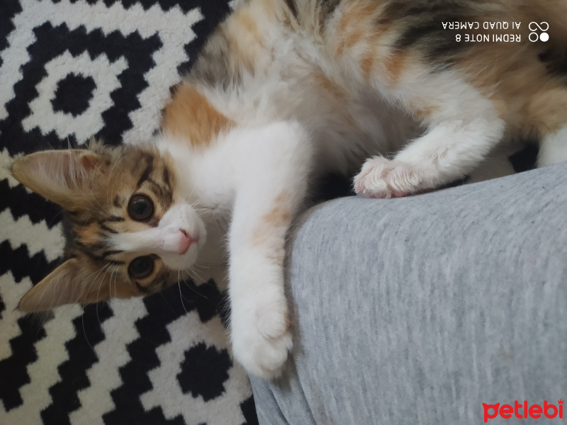 Tekir Kedi, Kedi  Siri fotoğrafı