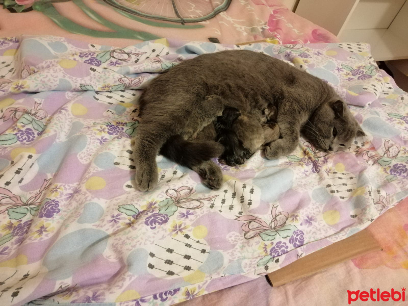 Scottish Fold, Kedi  Scotish fold ve straight fotoğrafı