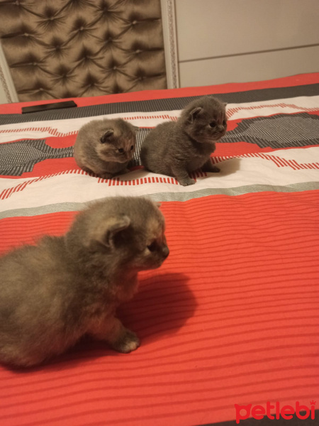 Scottish Fold, Kedi  Scotish fold ve straight fotoğrafı