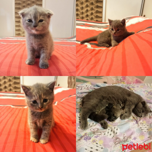Scottish Fold, Kedi  Scotish fold ve straight fotoğrafı