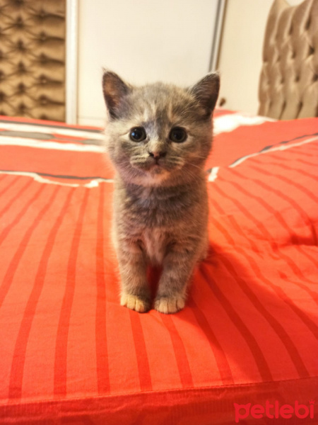 Scottish Fold, Kedi  Scotish fold ve straight fotoğrafı