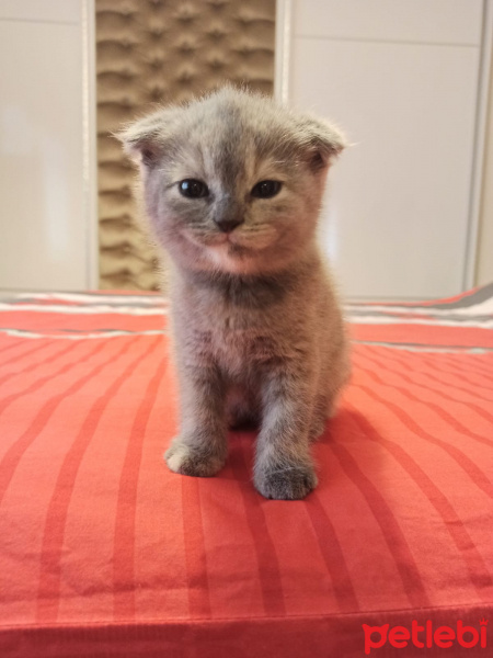 Scottish Fold, Kedi  Scotish fold ve straight fotoğrafı