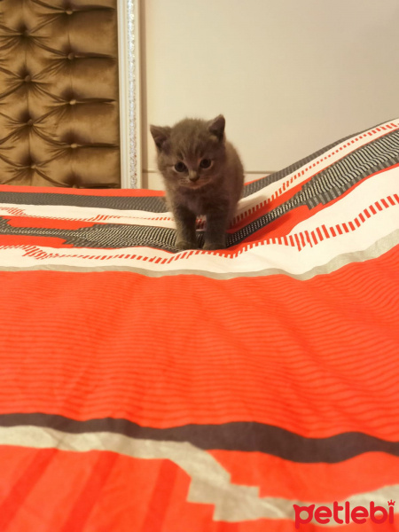 Scottish Fold, Kedi  Scotish fold ve straight fotoğrafı