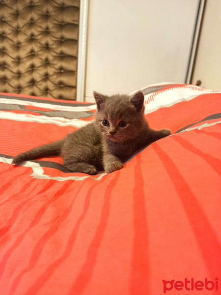 Scottish Fold, Kedi  Scotish fold ve straight fotoğrafı