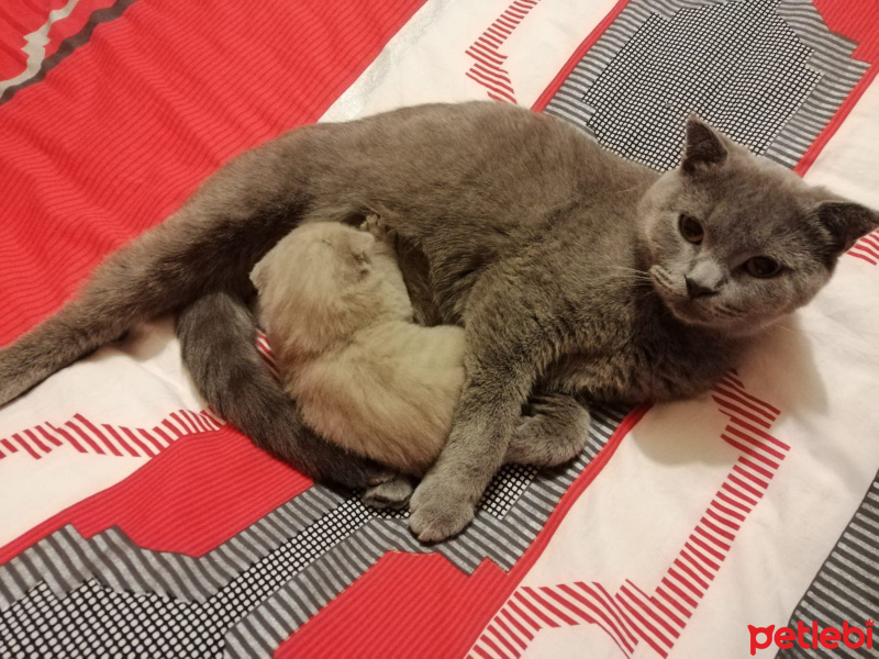 Scottish Fold, Kedi  Scotish fold ve straight fotoğrafı