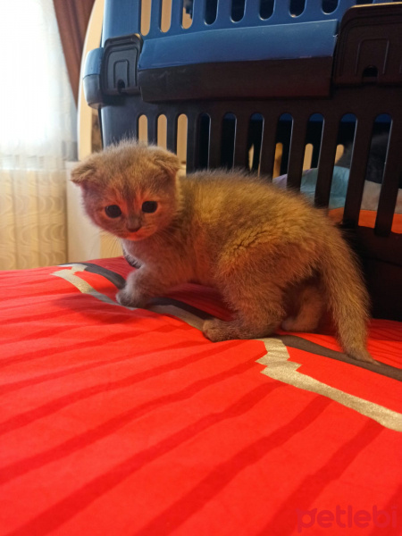 Scottish Fold, Kedi  Scotish fold ve straight fotoğrafı
