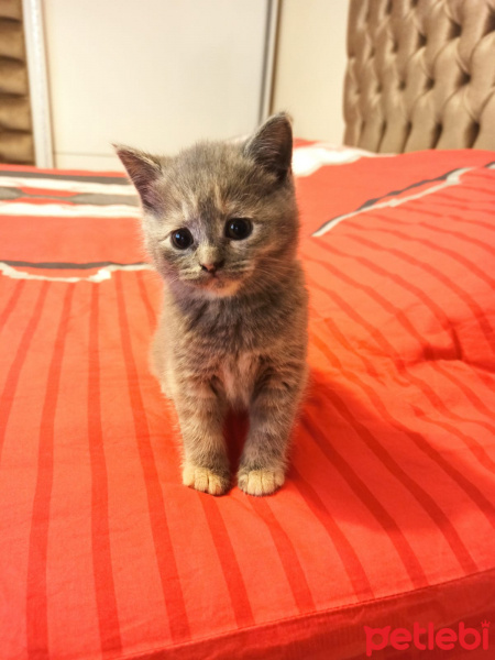 Scottish Fold, Kedi  Scotish fold ve straight fotoğrafı