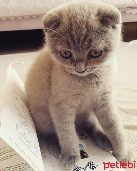 Scottish Fold, Kedi  Bozi fotoğrafı