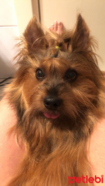 Yorkshire Terrier, Köpek  Kuki fotoğrafı