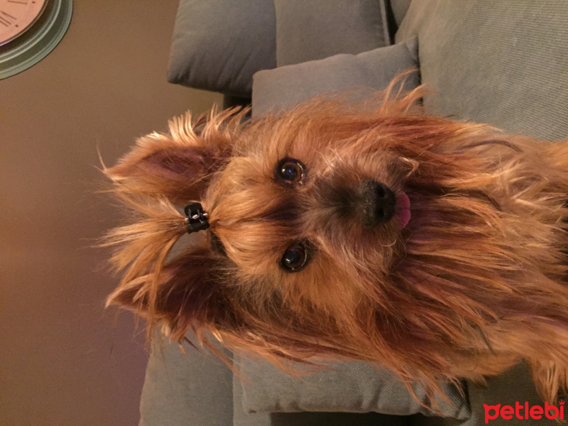 Yorkshire Terrier, Köpek  Kuki fotoğrafı