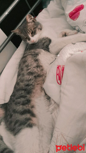 Tekir Kedi, Kedi  duman fotoğrafı