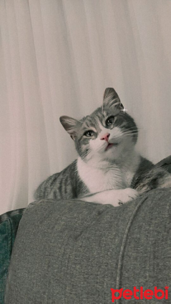 Tekir Kedi, Kedi  duman fotoğrafı