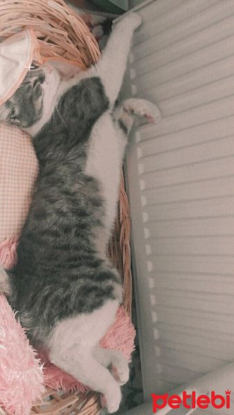 Tekir Kedi, Kedi  duman fotoğrafı