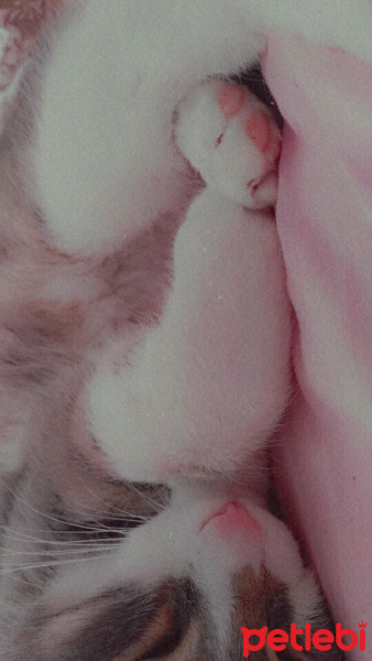 Tekir Kedi, Kedi  duman fotoğrafı