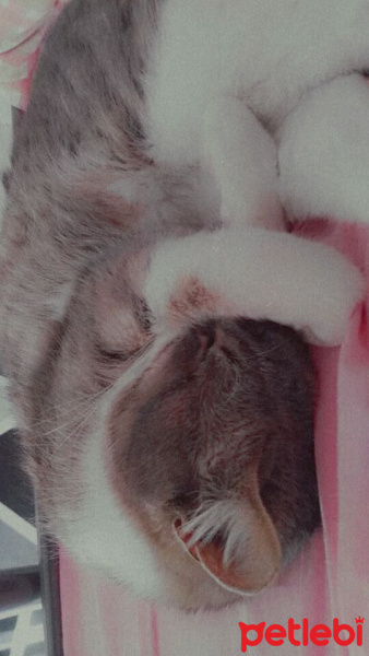 Tekir Kedi, Kedi  duman fotoğrafı