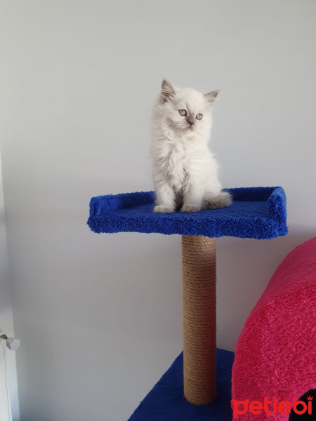 Colorpoint Shorthair, Kedi  Sakız fotoğrafı