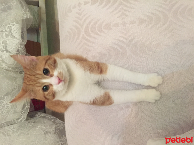 Tekir Kedi, Kedi  Balım fotoğrafı