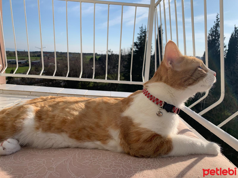 Tekir Kedi, Kedi  Balım fotoğrafı