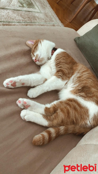 Tekir Kedi, Kedi  Balım fotoğrafı