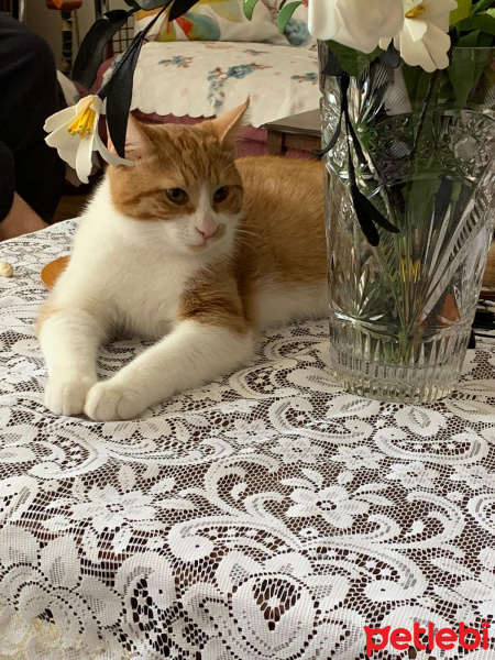 Tekir Kedi, Kedi  Balım fotoğrafı