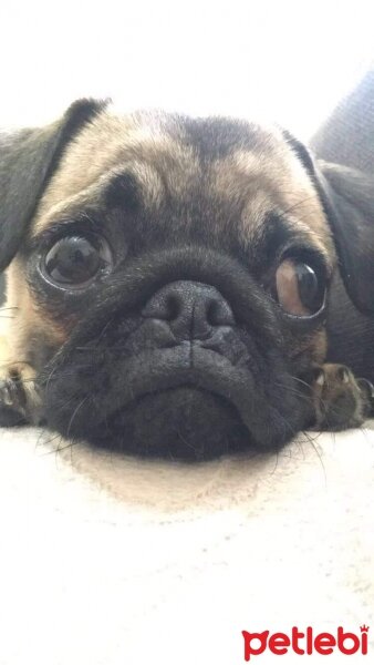 Pug, Köpek  Bademisko fotoğrafı