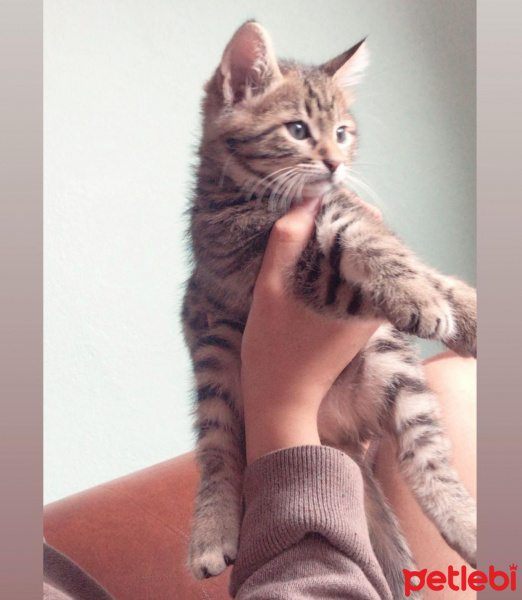 Tekir Kedi, Kedi  Gastro fotoğrafı