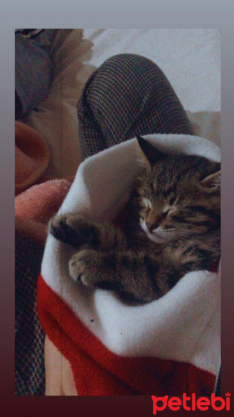 Tekir Kedi, Kedi  Gastro fotoğrafı