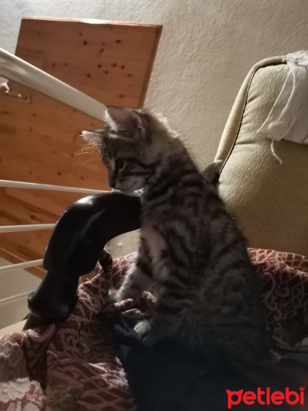 Tekir Kedi, Kedi  Gastro fotoğrafı