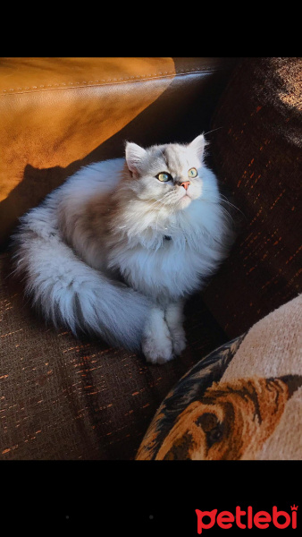 British Shorthair, Kedi  Leo fotoğrafı