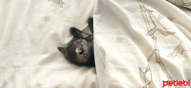 British Shorthair, Kedi  Jülide fotoğrafı