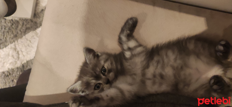 British Shorthair, Kedi  Jülide fotoğrafı