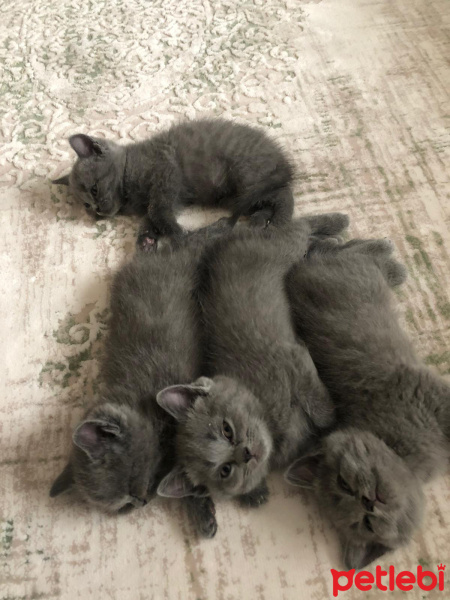 British Shorthair, Kedi  Yavruş fotoğrafı
