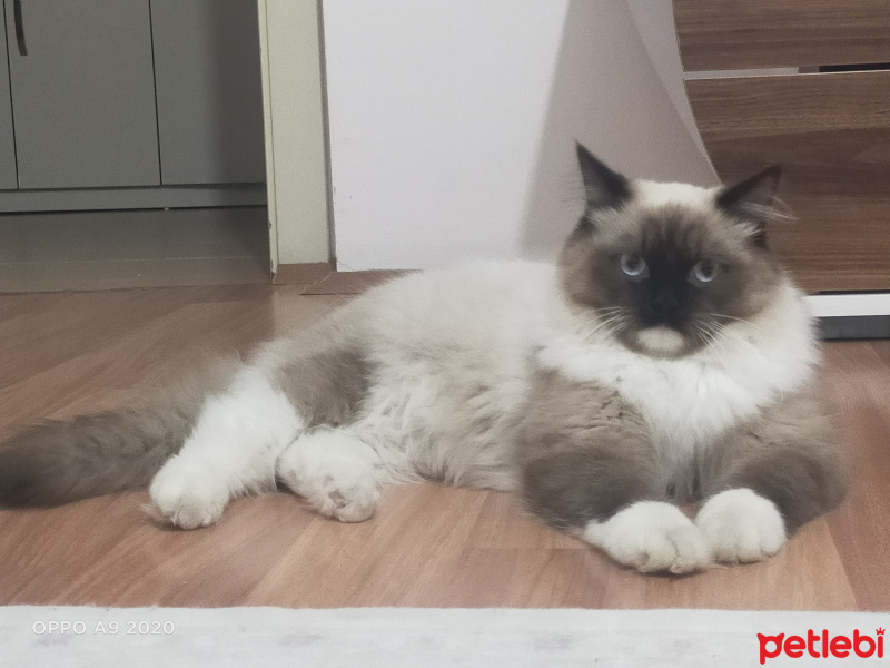 Ragdoll, Kedi  BULUT fotoğrafı