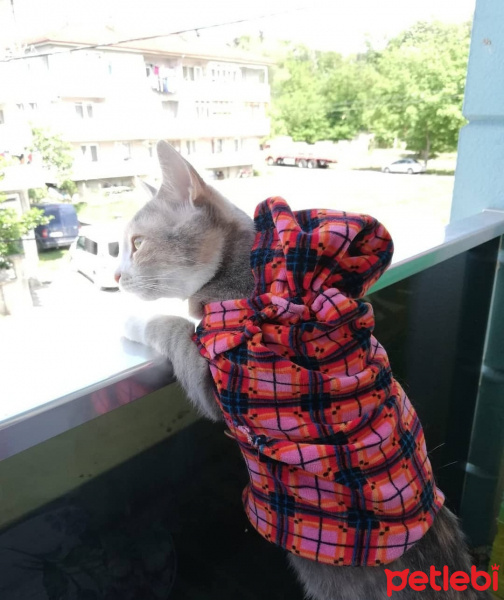 Tekir Kedi, Kedi  Lena fotoğrafı