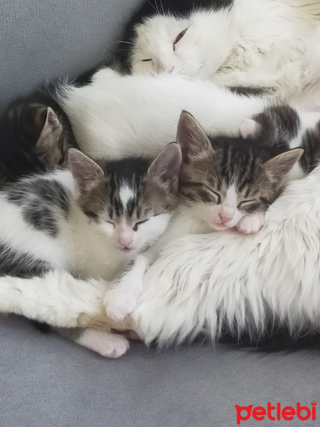 Tekir Kedi, Kedi  İsmini siz bulun bu minnaklarin fotoğrafı