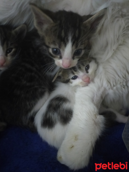 Tekir Kedi, Kedi  İsmini siz bulun bu minnaklarin fotoğrafı