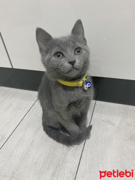 Mavi Rus, Kedi  Tırtıl fotoğrafı