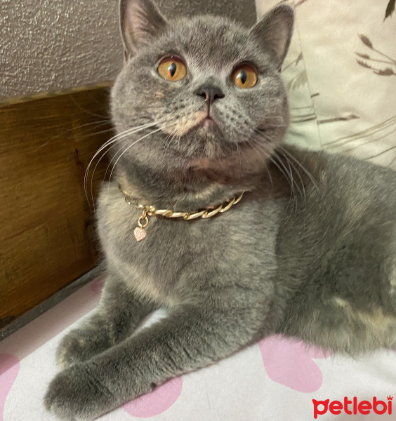 British Shorthair, Kedi  Çakıl fotoğrafı