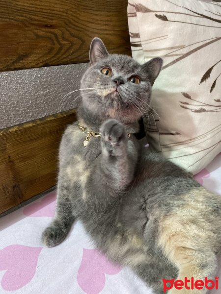 British Shorthair, Kedi  Çakıl fotoğrafı