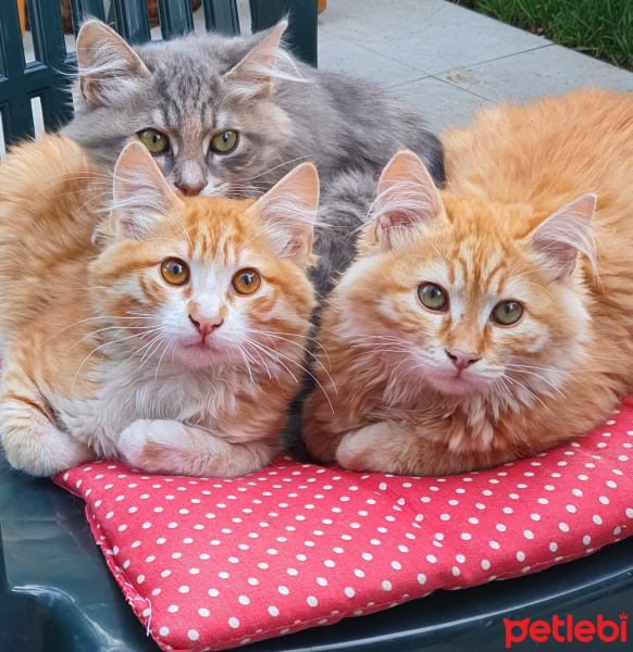 Sarman, Kedi  Jaws fotoğrafı