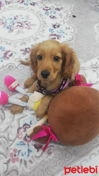 Amerikan Cocker Spaniel, Köpek  Lusi fotoğrafı