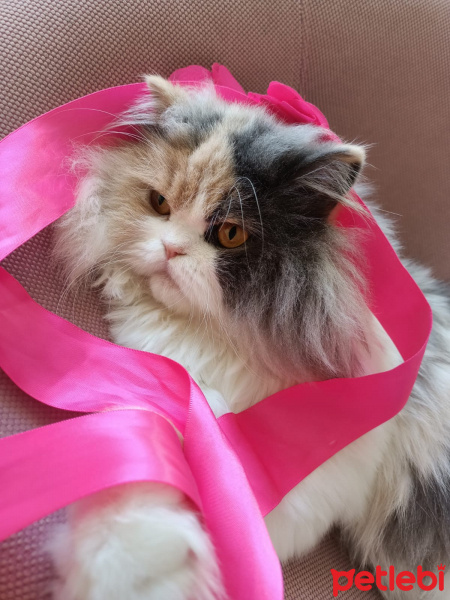 Chinchilla, Kedi  POPPY fotoğrafı