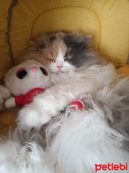 Chinchilla, Kedi  POPPY fotoğrafı